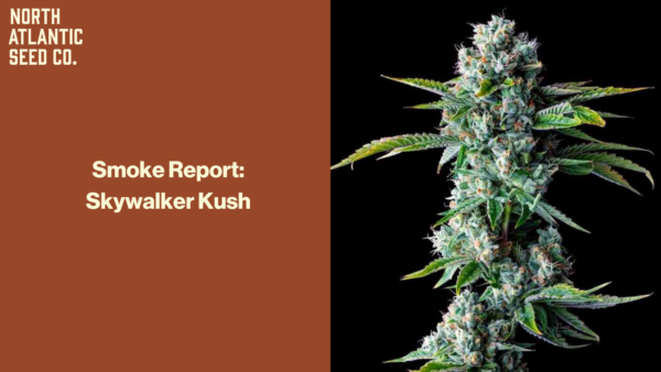 Skywalker Kush Blog Image
