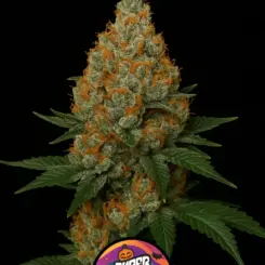Sugar Pumpkin Cannabis Seeds by Super Natural Seeds