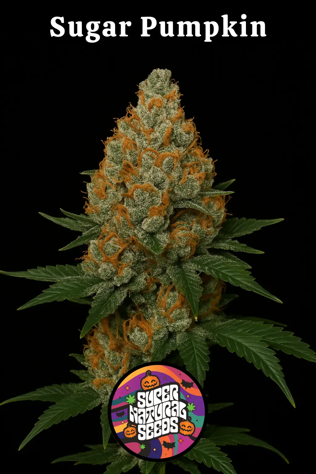 Sugar Pumpkin Cannabis Seeds by Super Natural Seeds Sugar Pumpkin Cannabis Seeds by Super Natural Seeds