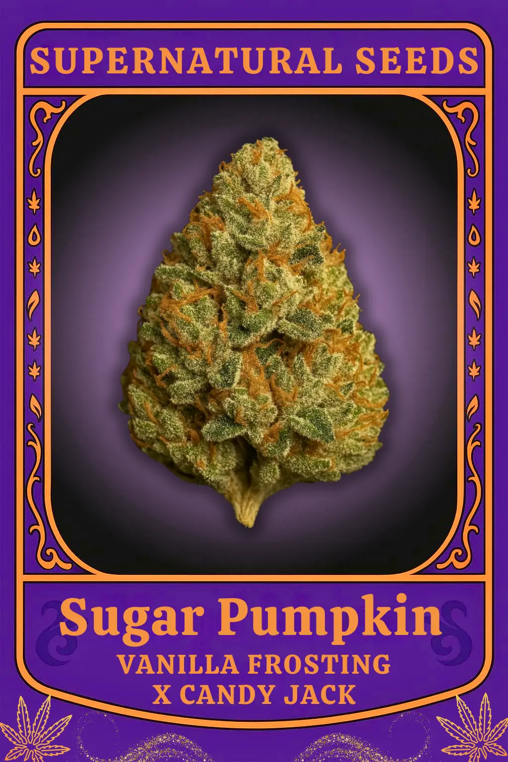 Sugar Pumpkin Cannabis Seeds by Super Natural Seeds Sugar Pumpkin Cannabis Seeds by Super Natural Seeds