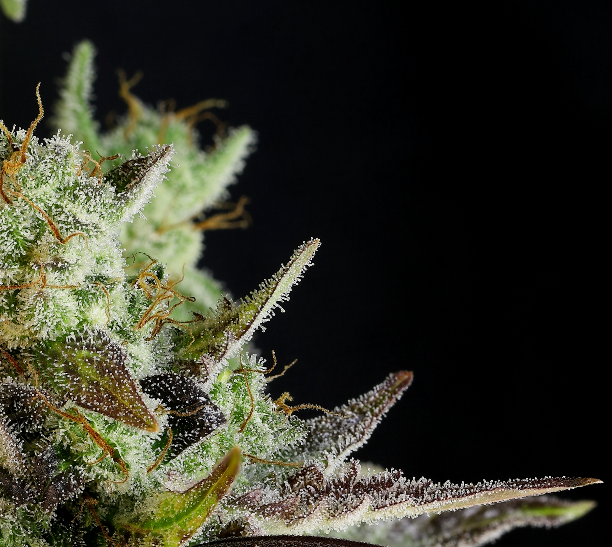 auto whip cannabis seeds by twenty20 mendocino auto whip cannabis seeds by twenty20 mendocino