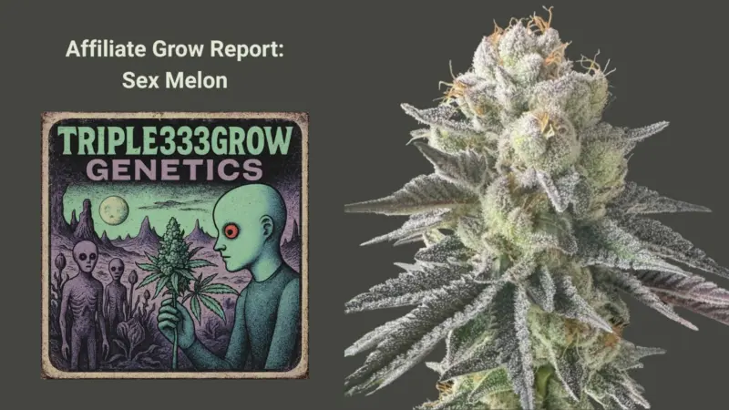 Discover Sex Melon: Growers Notes from Triple333Grow Genetics