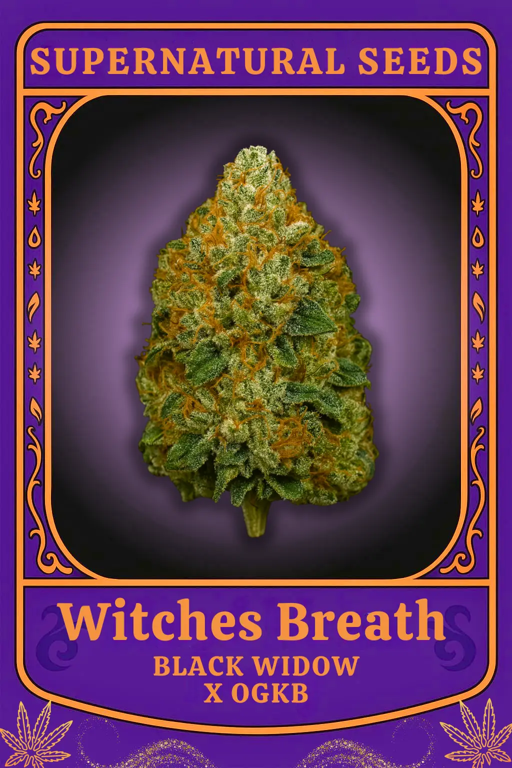 Witches Breath Cannabis Seeds by Super Natural Seeds Witches Breath Cannabis Seeds by Super Natural Seeds