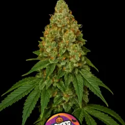 Witches Breath Cannabis Seeds by Super Natural Seeds