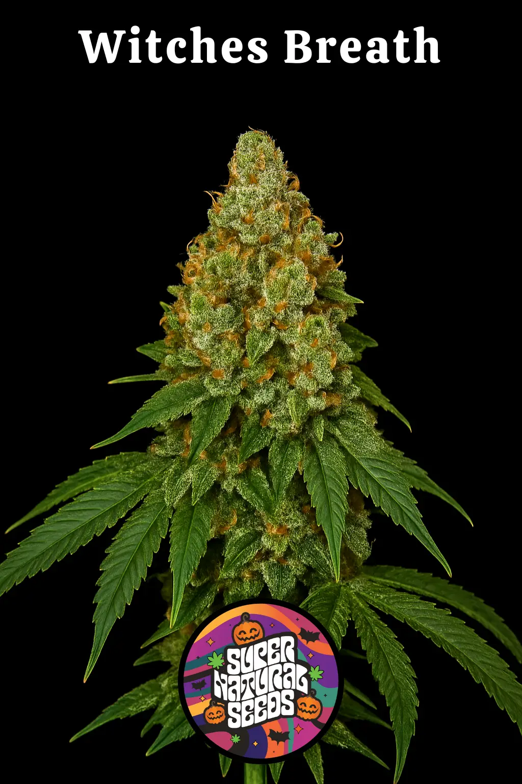 Witches Breath Cannabis Seeds by Super Natural Seeds Witches Breath Cannabis Seeds by Super Natural Seeds