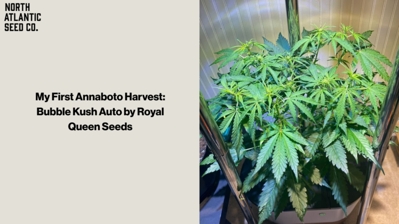 Annaboto Harvest blog image