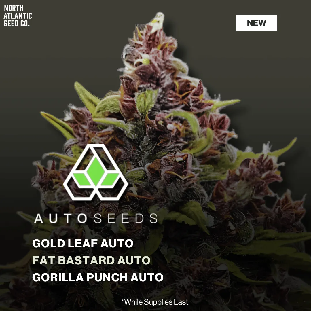 Auto Seeds New Strains 2025 cannabis seeds