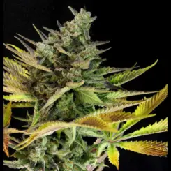 auto whip cannabis seeds by twenty20 mendocino