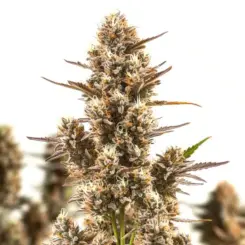 blue zushi cannabis seeds by bulk white label