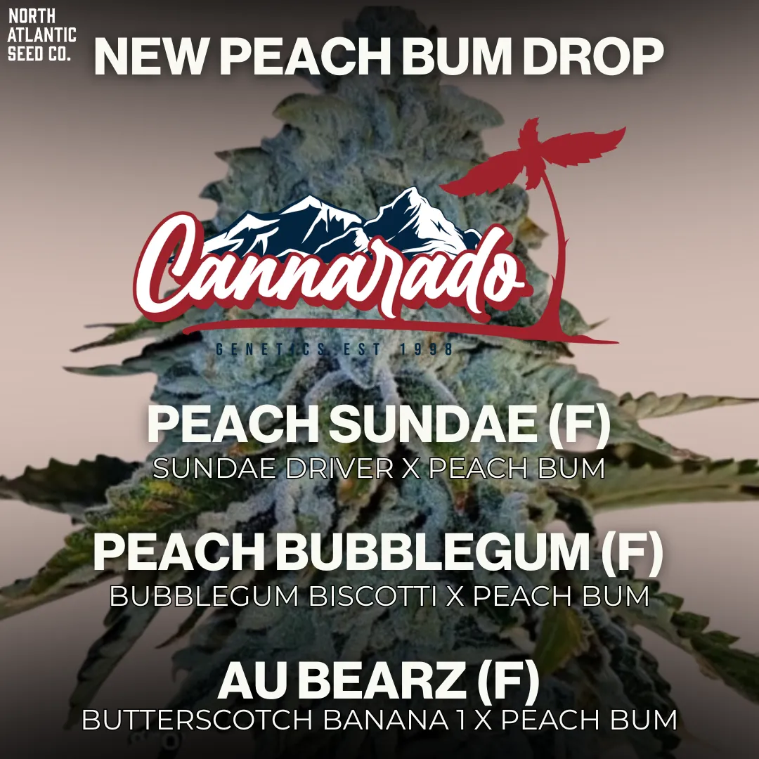 Cannarado Peach Bum Drop cannabis seeds