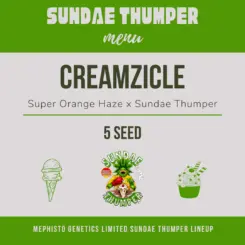 creamzicle auto cannabis seeds by mephisto genetics