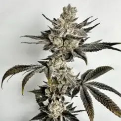 Crumb Dumpster Cannabis Seeds by Exotic Genetix