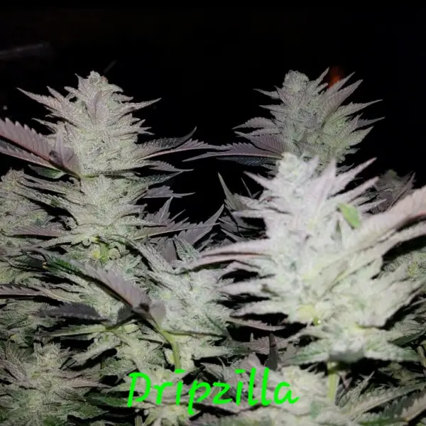 dripzilla cannabis seeds by in house genetics