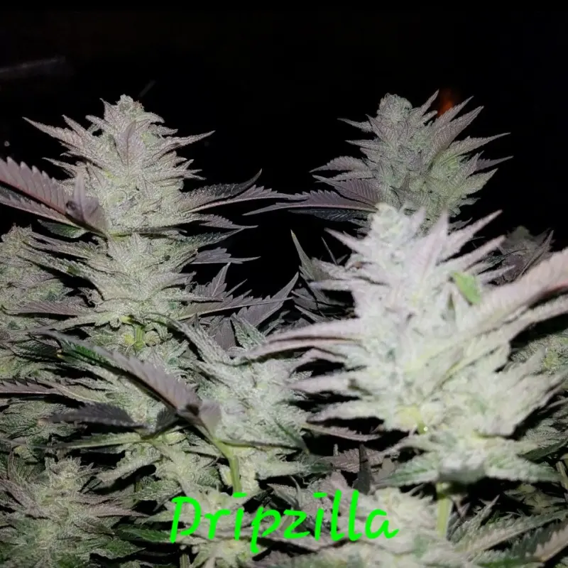 dripzilla cannabis seeds by in house genetics