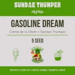 gasoline dream auto cannabis seeds my mpehisto genetics