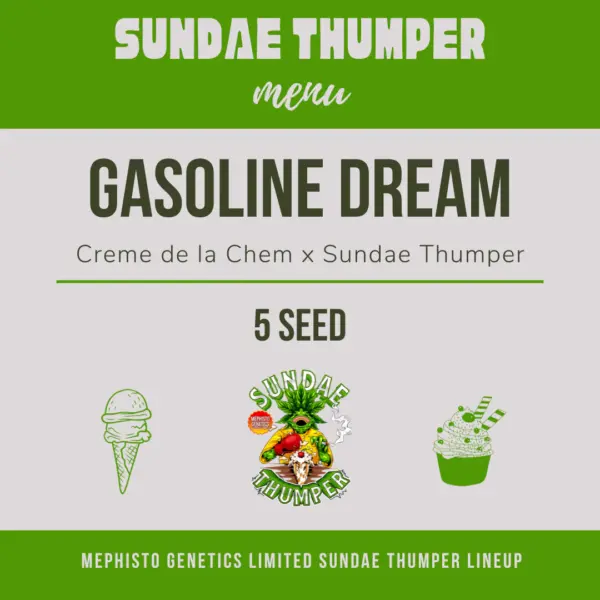 gasoline dream auto cannabis seeds my mpehisto genetics