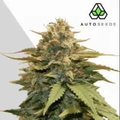 gold leaf cannabis seeds by auto seeds