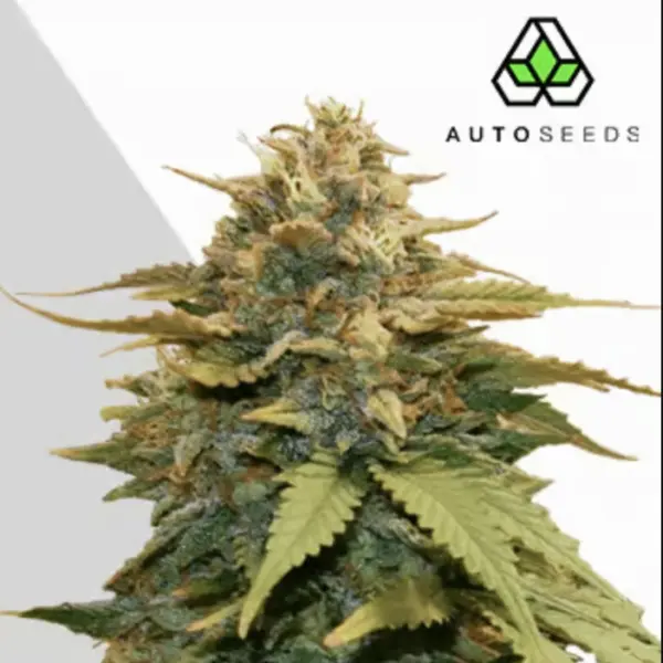 gold leaf cannabis seeds by auto seeds