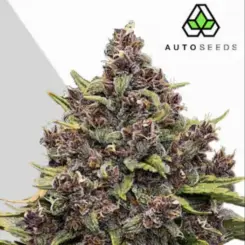 gorilla punch cannabis seeds by auto seeds