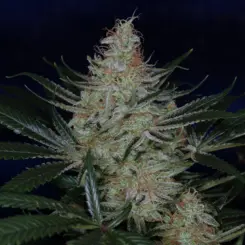 jack the ripper bx cannabis seeds by subcool seeds