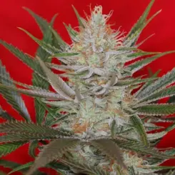 jack the ripper f3 cannabis seeds by subcool seeds