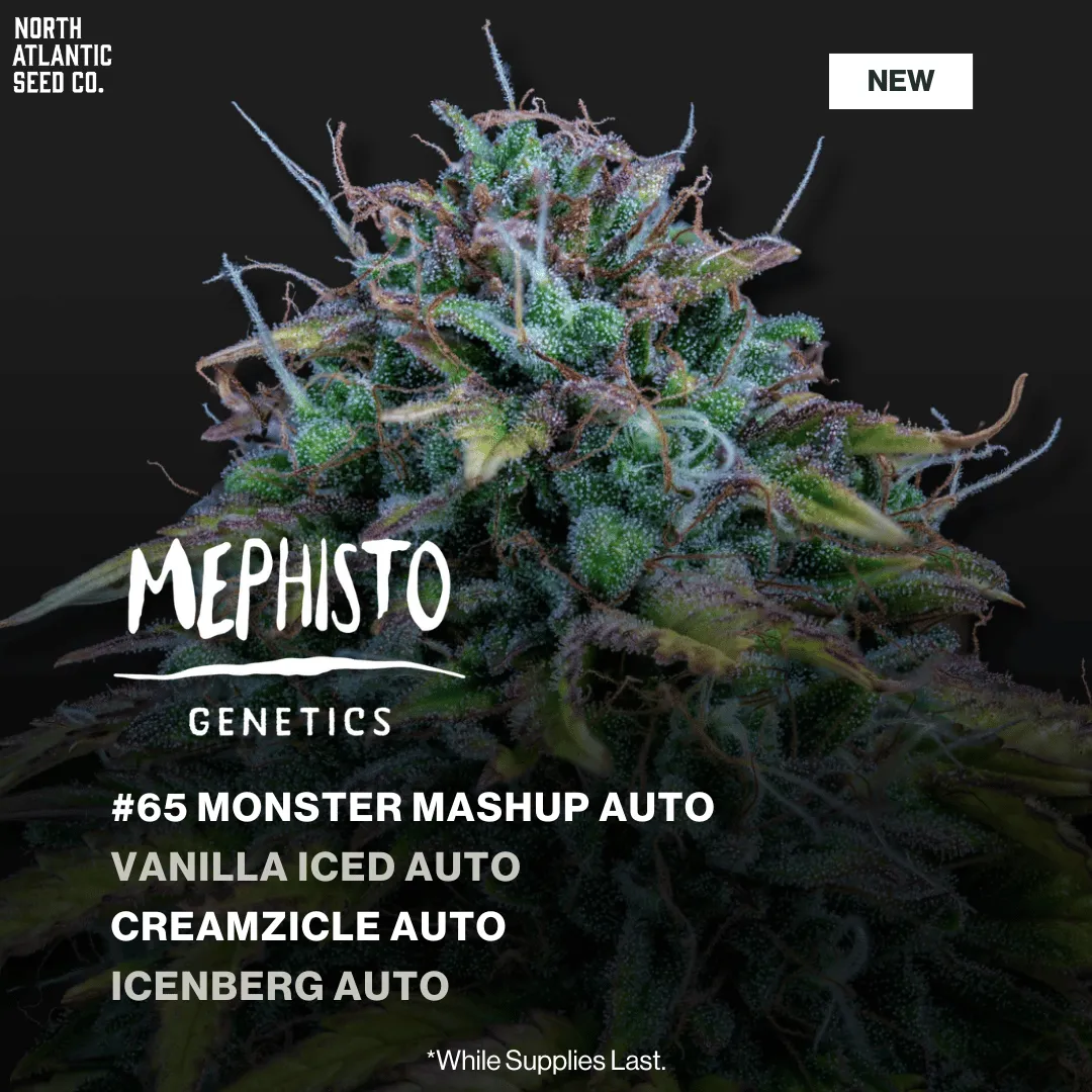 Mephisto October 2025 Drop