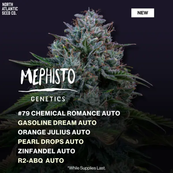 Mephisto November 2025 Drop