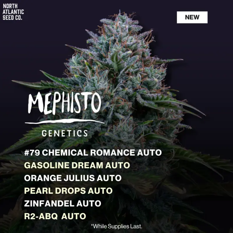 Mephisto November 2025 Drop