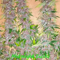 midnight zushi cannabis seeds by in house genetics