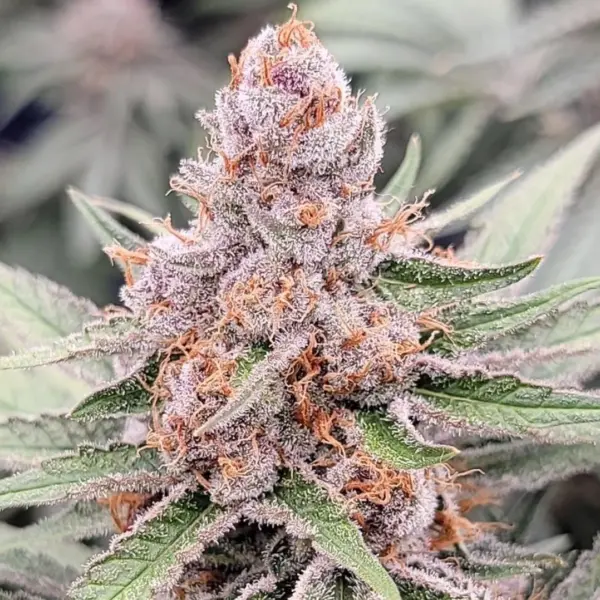 midori 44 cannabis seeds by in house genetics