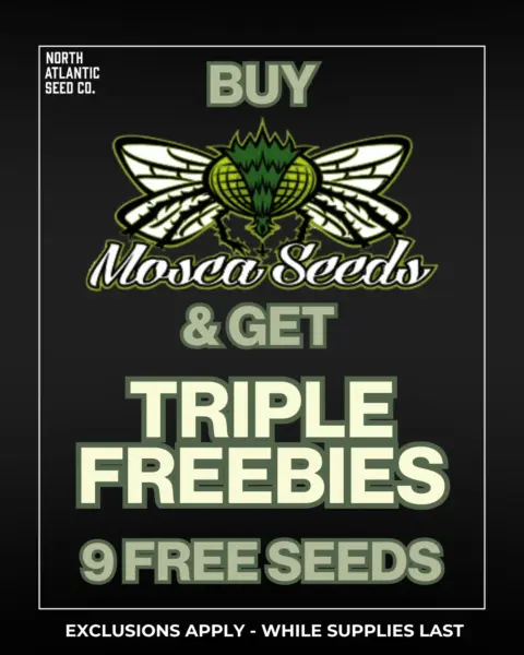 Mosca Seeds's promotional image