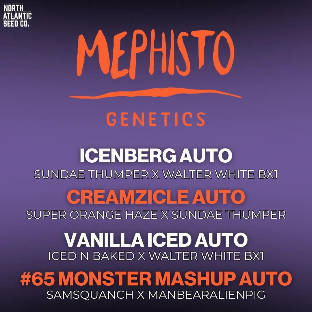 Mephisto October 2025 Drop cannabis seeds