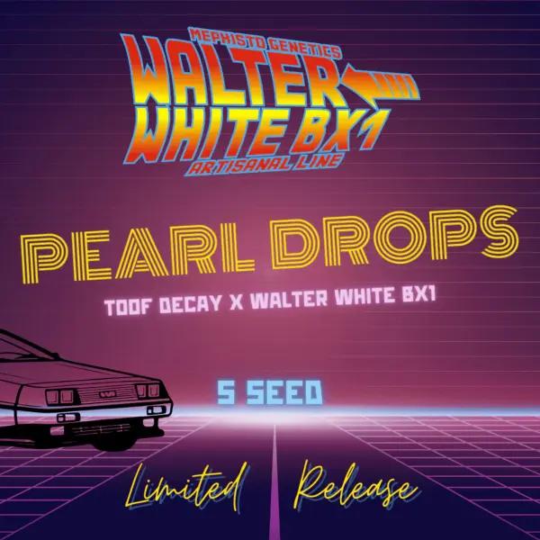 pearl drops auto cannabis seeds by mephisto gentics