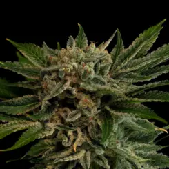 pig candy aka candied bacon cannabis seeds by twenty20 mendocino