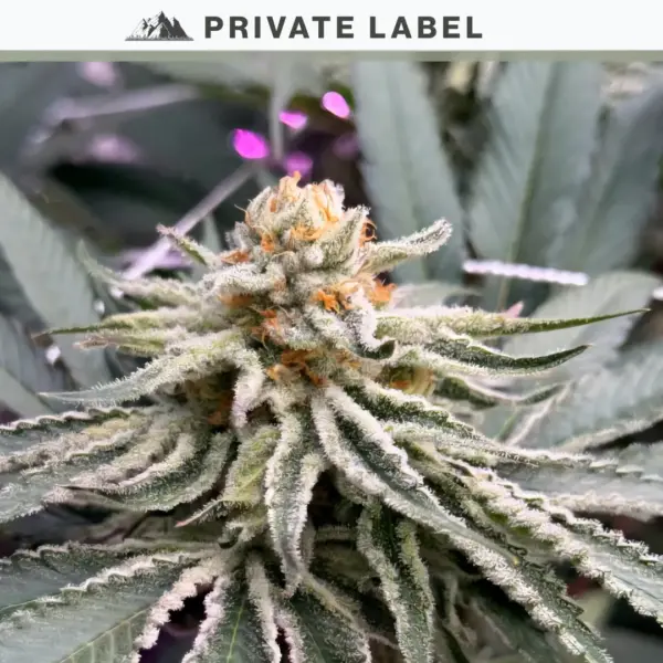 cherry platinum cannabis seeds by private label