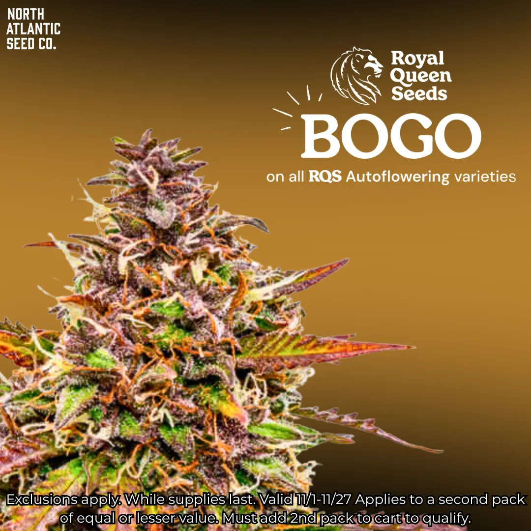 Royal Queen Seeds - Autoflowering cannabis seeds