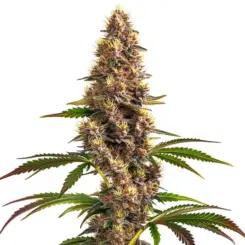 super boof cannabis seeds by bulk white label