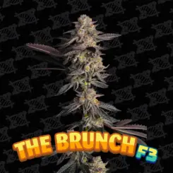 the brunch f3 tester cannabis seeds by dirty bird genetics