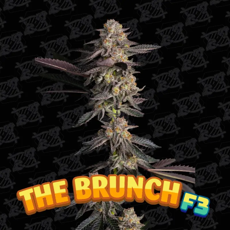 the brunch f3 tester cannabis seeds by dirty bird genetics