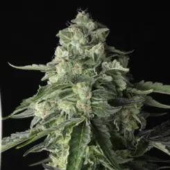 throttle rocket cannabis seeds by twenty20 mendocino