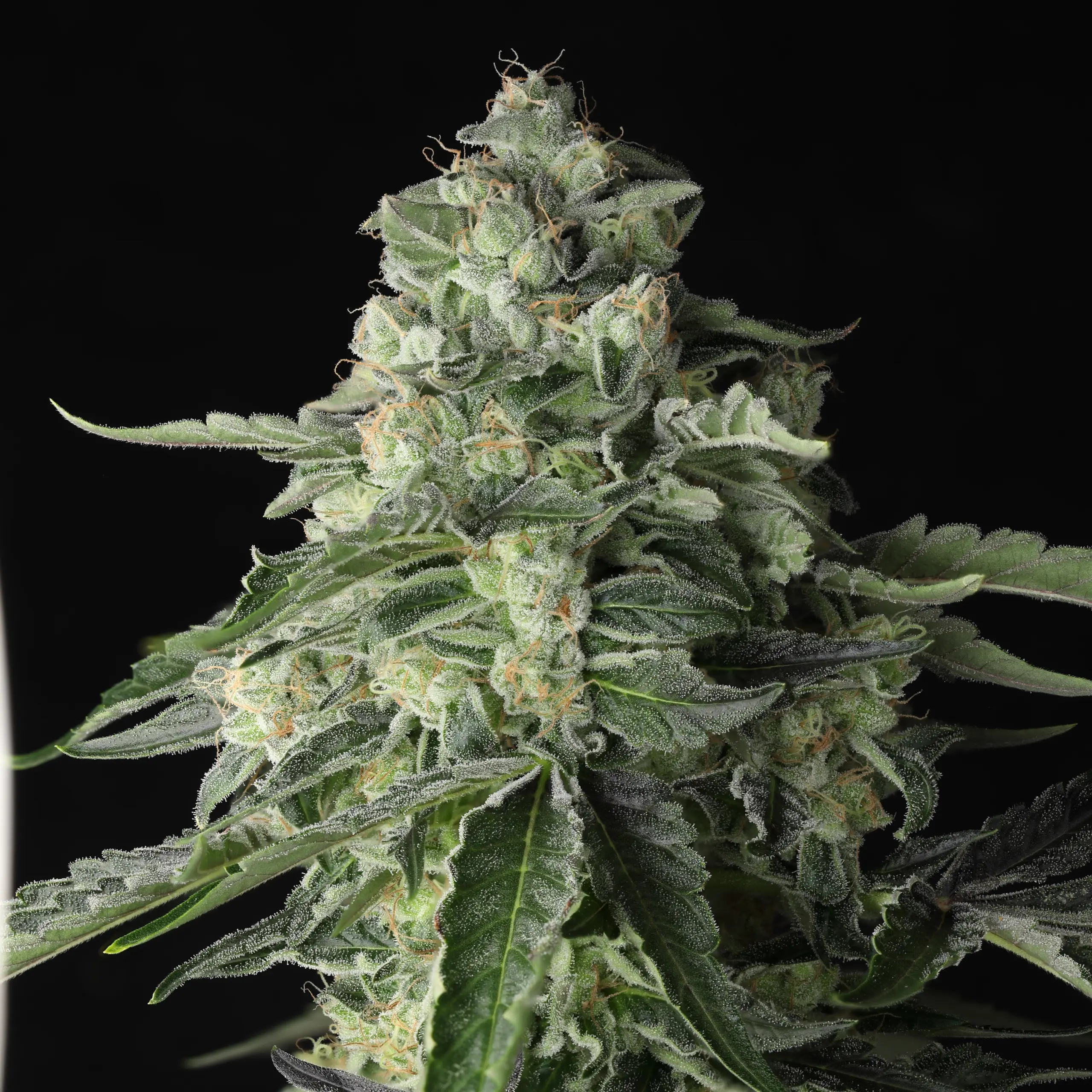 throttle rocket cannabis seeds by twenty20 mendocino throttle rocket cannabis seeds by twenty20 mendocino