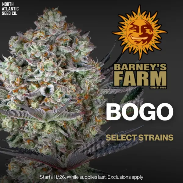 Barney's Farm BOGO Select Strains and Pack Sizes