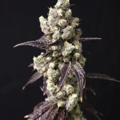 Cajun Quake Cannabis Seeds by Lovin in Her Eyes