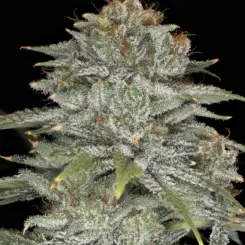 Crinkled Cookies F4 Auto Cannabis Seeds by Night Owl Seeds