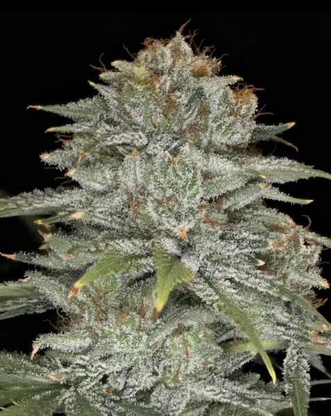 Crinkled Cookies F4 Auto Cannabis Seeds by Night Owl Seeds