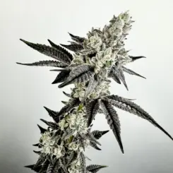 Crystal Orchard Cannabis Seeds by Exotic Genetix