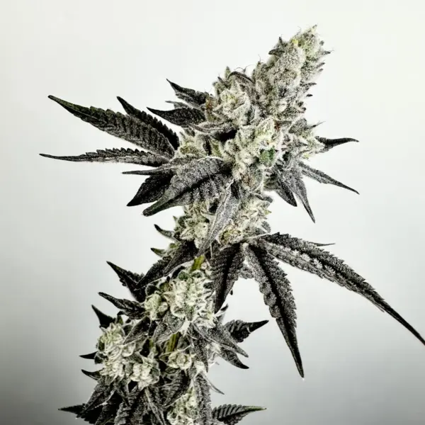 Crystal Orchard Cannabis Seeds by Exotic Genetix