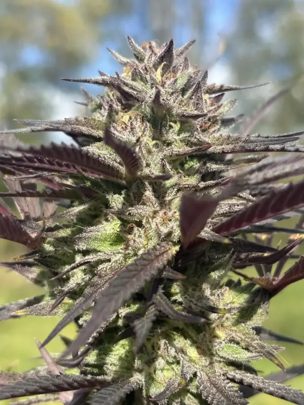 Head Candy Cannabis Seeds by Dirty Bird Genetics