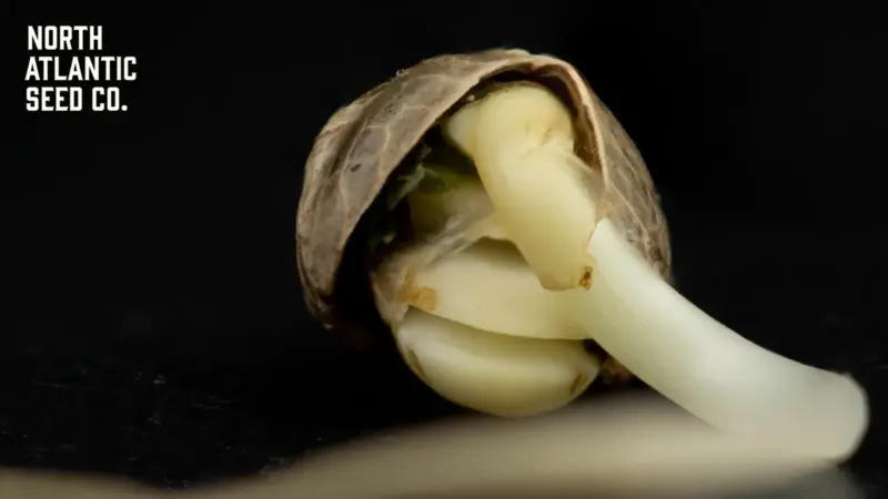 How Are Cannabis Seeds Affected by the New Hemp Legislation?