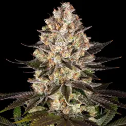 Hindu Kush Cannabis Seeds By Barney's Farm